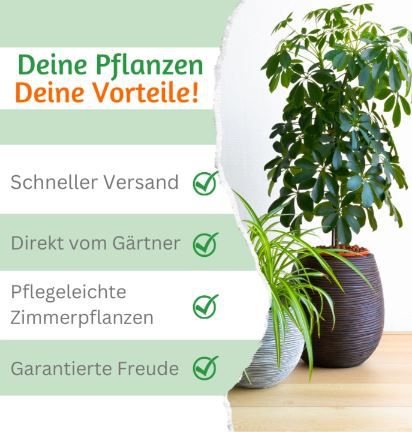 7er Set Pflanzenüberraschung 40 70cm, 12 15cm für 25,48€ (statt 60€)