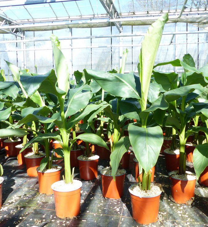 Musa Basjoo japanische Faserbanane 100 120 cm für 35,99€ (statt 50€)