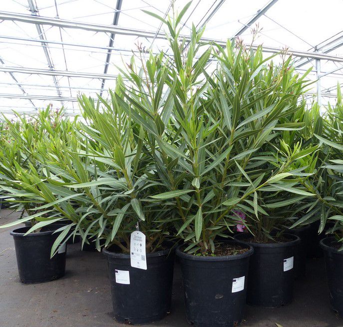 Oleander Nerium Busch bis 120cm ab 22,49€ (statt 40€)