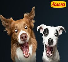 🐶 Geht noch! Josera: 2 kostenlose Hundefutterproben und 5€ Gutschein