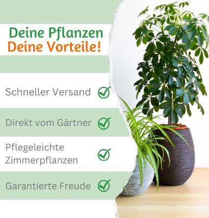 🌴 5er Set Palmenfreunde, +/  40 55cm, 12 15cm für 24,48€ (statt 37€)