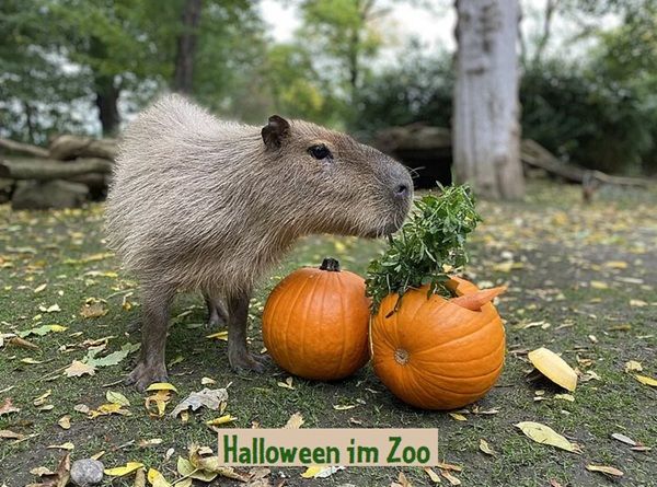 👻 Zoo Leipzig: Am 31.10.2026 kostenloser Eintritt für Kinder im Halloween Kostüm