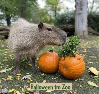 👻 Zoo Leipzig: Am 31.10.2026 kostenloser Eintritt für Kinder im Halloween-Kostüm
