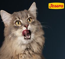 🐱 Wieder da! Josera: 2 Katzenfutterproben kostenlos und 5€ Gutschein