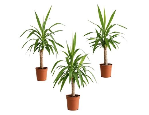 🌴 3er Set Yucca Palmlilie 40-50cm für 15,98€ (statt 28€) 🌴 3er Set Yucca Palmlilie 40 50cm für 15,98€ (statt 28€)