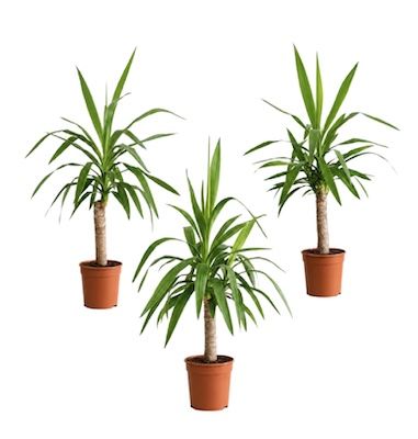 🌴 3er Set Yucca Palmlilie 40-50cm für 15,98€ (statt 28€)