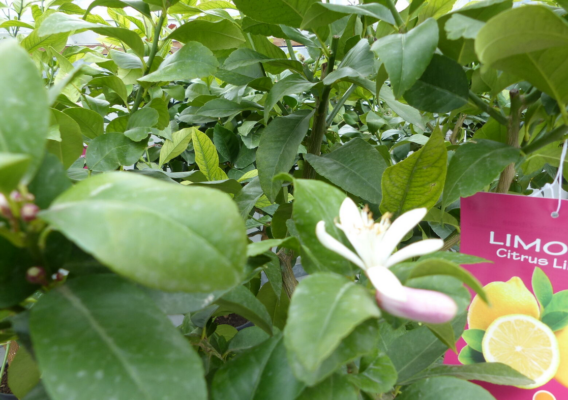 Zitronenbaum Citrus Limon 140 160cm für 39,99€ (statt 53€)