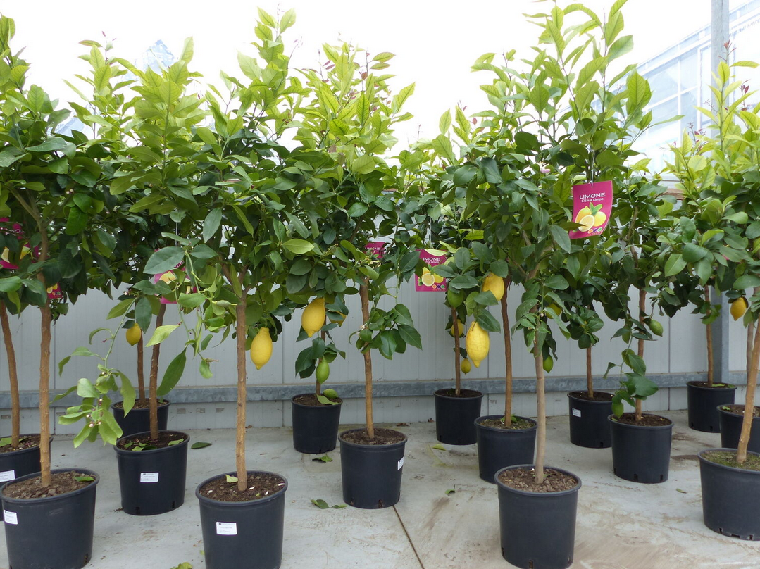 Zitronenbaum Citrus Limon 140 160cm für 39,99€ (statt 53€)