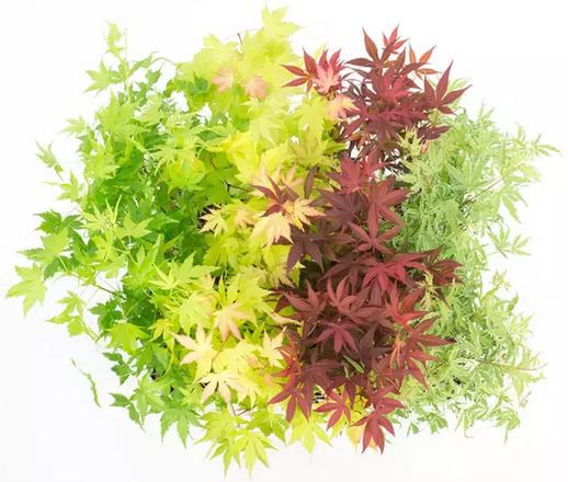 🍁 4er Sets Japanische Ahorne für 22,99€   Mix oder je Sorte