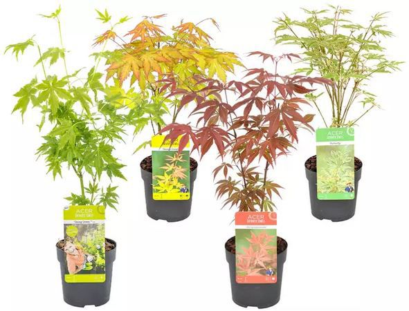 🍁 4er Sets Japanische Ahorne für 22,99€   Mix oder je Sorte