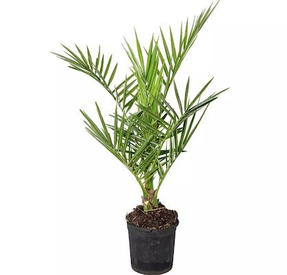 🌴 Kanarische Dattelpalme in 50-60 cm für 16,99€ oder in 65-85 cm für 20,99€