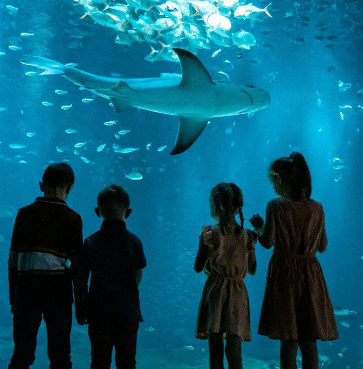 🐙🐟 Ticket für das Nausicaá Aquarium inkl. ÜN im Hotel + Frühstück ab 89€ p.P.