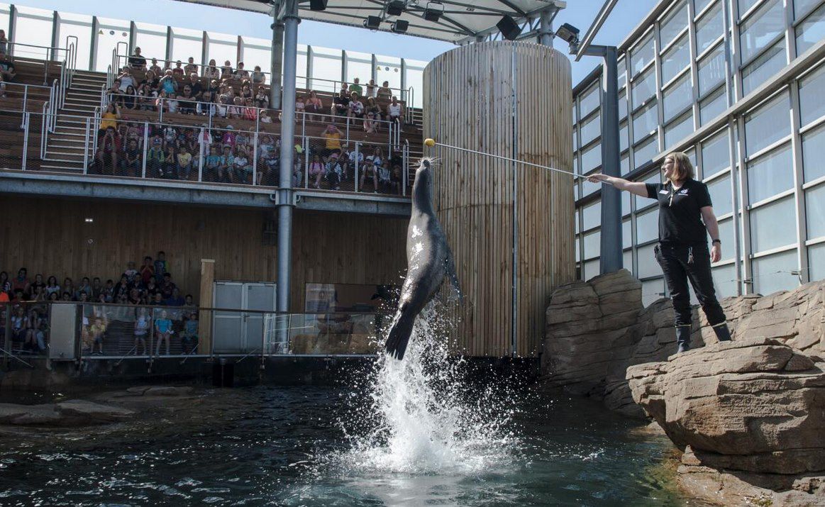 🐙🐟 Ticket für das Nausicaá Aquarium inkl. ÜN im Hotel + Frühstück ab 89€ p.P.