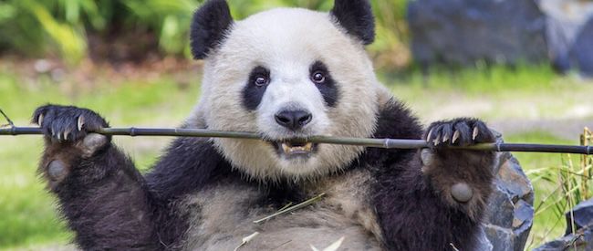 🐼 Berliner Zoo inkl. Hotel mit Frühstück ab 49€ p.P.