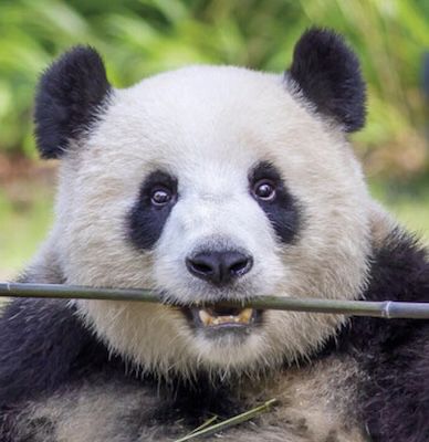 🐼 Berliner Zoo inkl. Hotel mit Frühstück ab 49€ p.P.