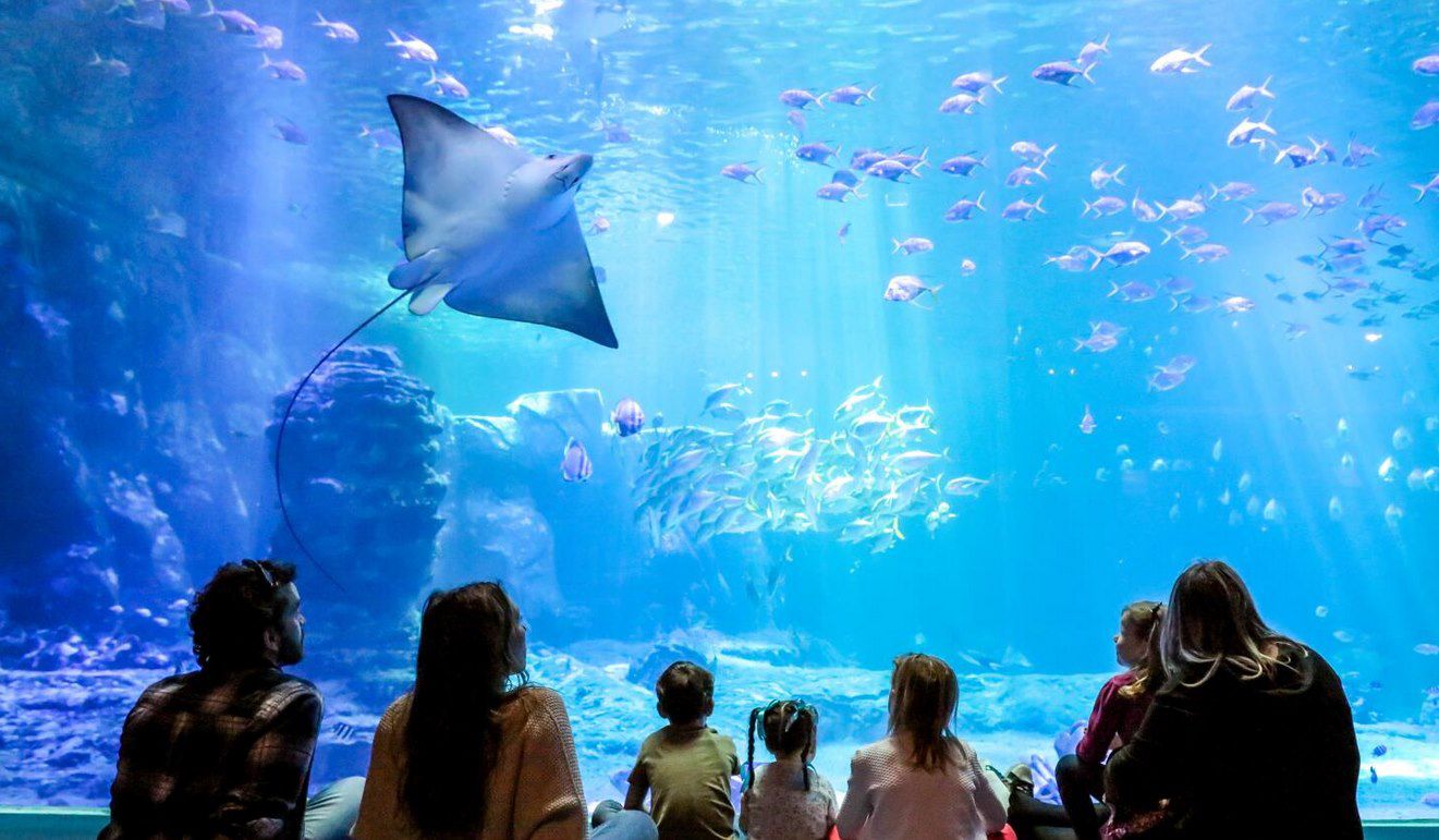 🐙🐟 Ticket für das Nausicaá Aquarium inkl. ÜN im Hotel + Frühstück ab 89€ p.P.