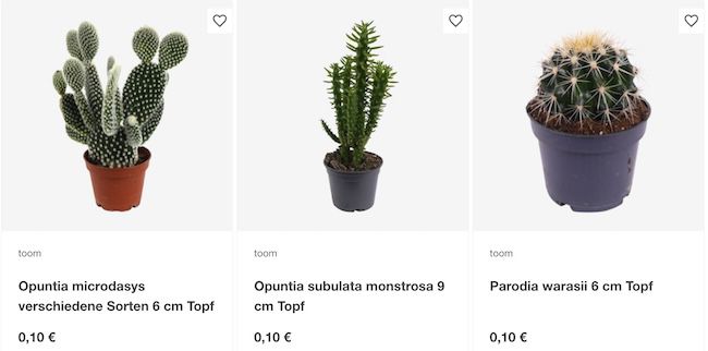 🌵 toom Baumarkt: Kakteen für je 0,10€ bei Abholung