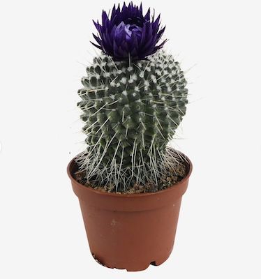 🌵 toom Baumarkt: Kakteen für je 0,10€ bei Abholung