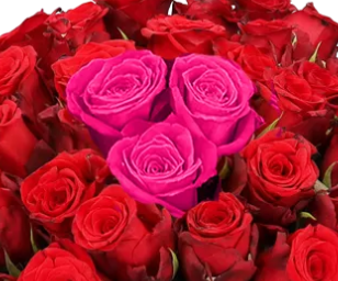 Heartbeat Blumenstrauß: 51 rote Rosen für nur 29,48€  nur kurze Zeit!