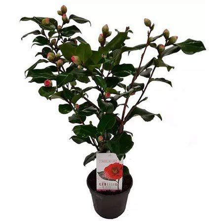 🌸 1x oder 2x Japanische Kamelie mit dekorativen Blüten ab 21,43€
