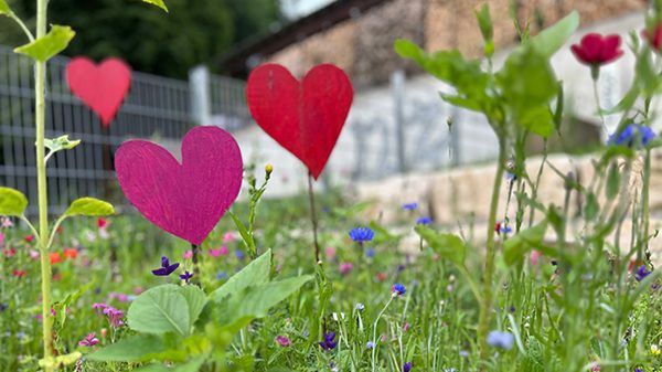 Biodiversität in Baden Württemberg   dafür Blumensamen gratis erhalten