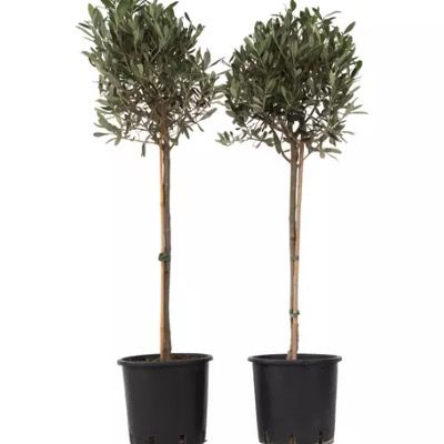 🌳 2x Winterharter Olivenbaum in 90–120 cm für 50,34€ (vorher 90€)