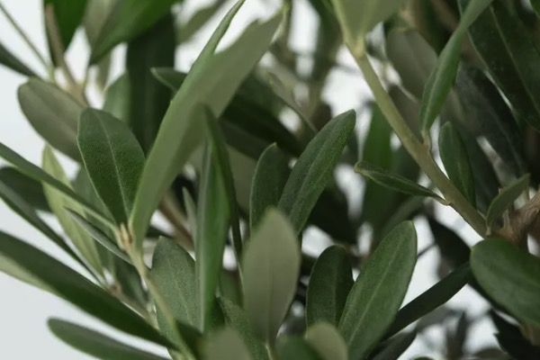 🌳 2x Winterharter Olivenbaum in 90–120 cm für 50,34€ (vorher 90€)