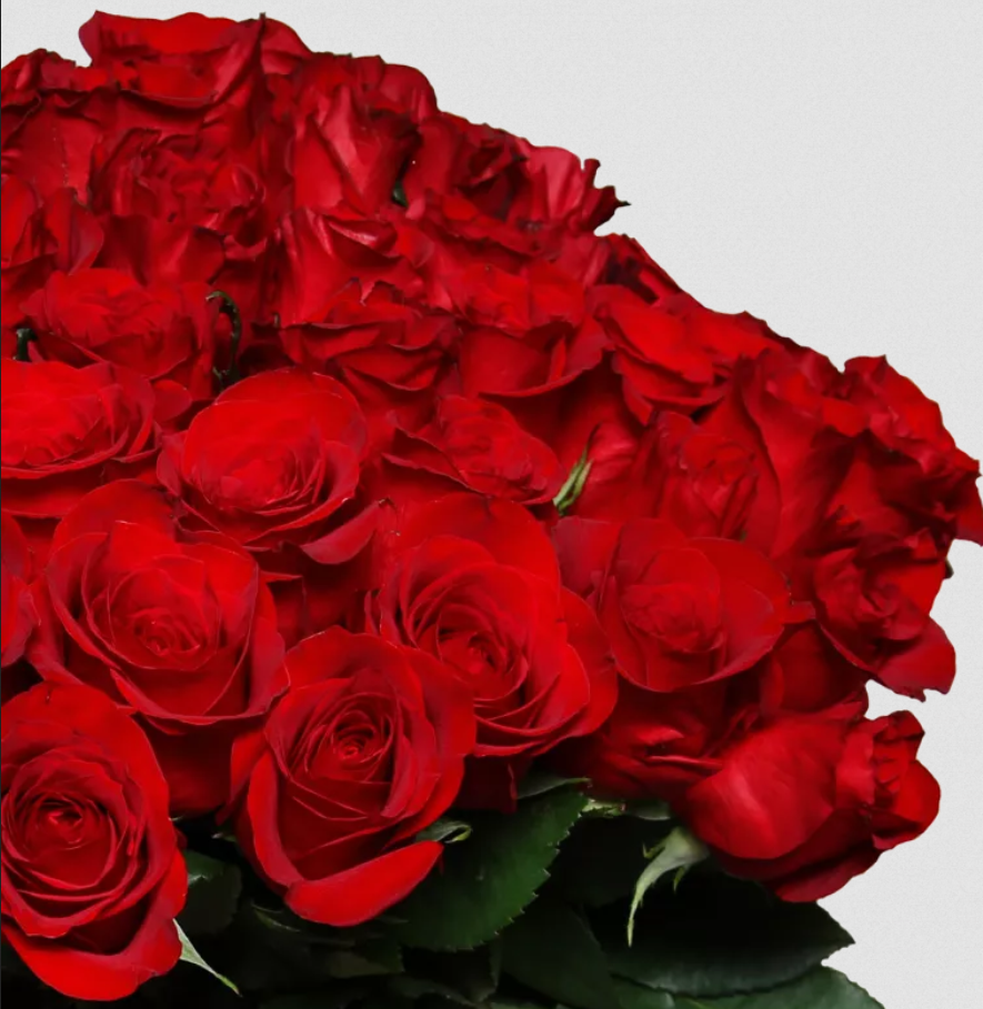 🌹 44 rote Rosen im Strauß ClassicRed Roses 40cm für 25,48€   nur 0,57€ pro Rose