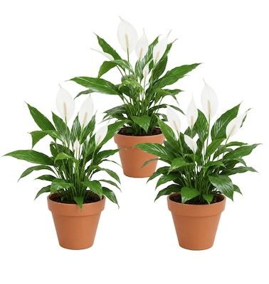 🪴 3x Friedenslilie Spathiphyllum mit weißer Blüte für 15,98€ (statt 47€)