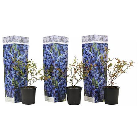 🫐 3er Set Heidelbeeren (Vaccinium corymbosum) für 18,99€ oder 6er für 31,99€
