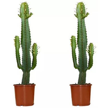 🌵 Cowboy Kaktus Pflanze Euphorbia Acruensis für 20,99€ oder 2x für 31,99€