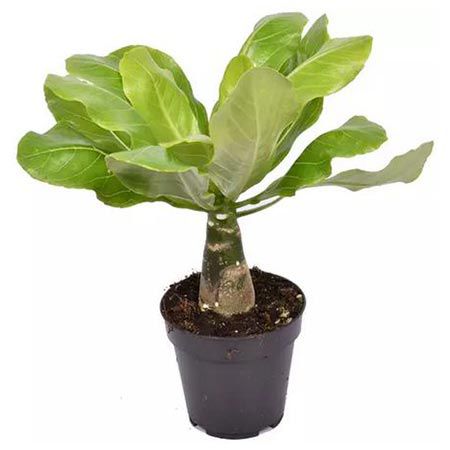 🌴 Vulkanpalme (Brighamia insignis) für 17,99€ oder 2x für 28,55€