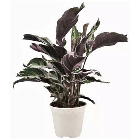 🪴 Korbmarante Fusion White (Calathea) für 27,47€ oder 2x für 48,08€