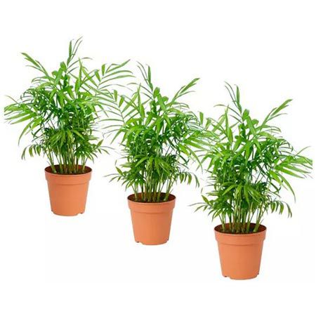 🌴 3er Set Mexikanische Zwergpalme (Chamaedorea Elegans) für 19,61€