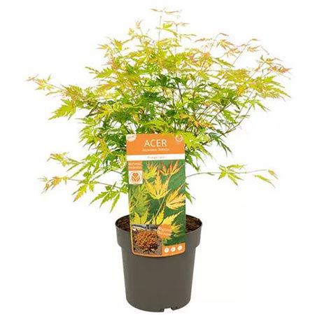 🍁 Fächerahorn Orange Lace (Acer palmatum) für 23,13€ oder 2x für 37,04€