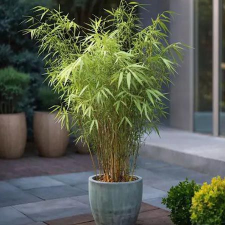🎍 3x Blauer Bambus (Fargesia Grex) für 26,91€ oder 6x für 44,91€