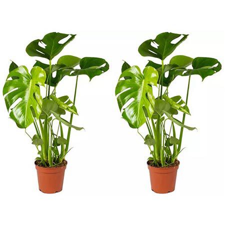 🌴 1x, 2x oder XL Fensterblatt Monstera Deliciosa Pflanze ab 14,39€