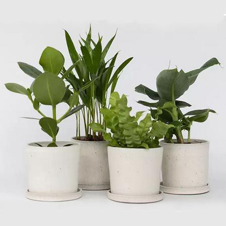 🌼 4er-Set Zimmerpflanzen mit Areca, Asplenium, Clusia & Musa für 28,99€