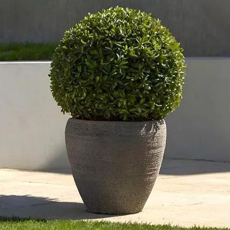 🌴 Japanische Stechpalme Ilex Crenata Jenny für 28,99€ oder 2x für 36,99€