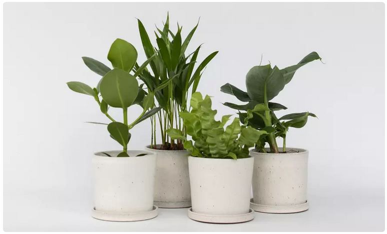 🌼 4er Set Zimmerpflanzen mit Areca, Asplenium, Clusia & Musa für 28,99€