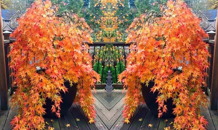 🍁 Fächerahorn Orange Lace (Acer palmatum) für 23,13€ oder 2x für 37,04€