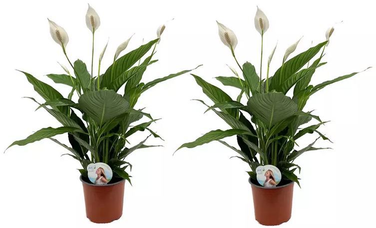 🌼 2x Friedenslilie Spathiphyllum mit weißer Blüte für 23,50€