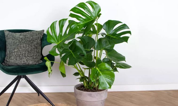 🌴 1x, 2x oder XL Fensterblatt Monstera Deliciosa Pflanze ab 14,39€