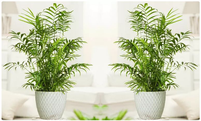 🌴 3er Set Mexikanische Zwergpalme (Chamaedorea Elegans) für 19,61€