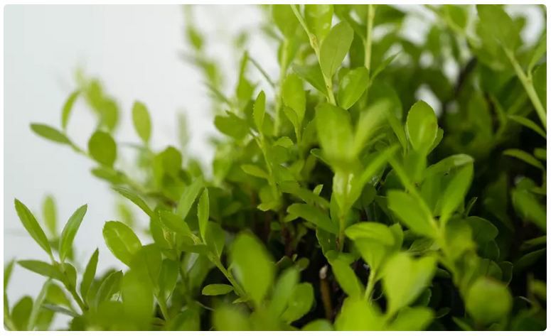 🌴 Japanische Stechpalme Ilex Crenata Jenny für 28,99€ oder 2x für 36,99€
