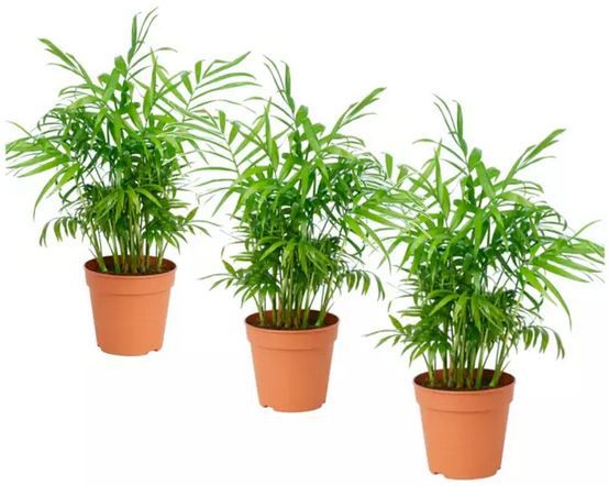 🌴 3er Set Mexikanische Zwergpalme (Chamaedorea Elegans) für 19,61€