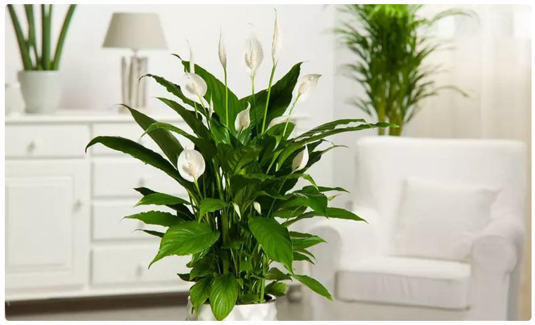 🌼 2x Friedenslilie Spathiphyllum mit weißer Blüte für 23,50€
