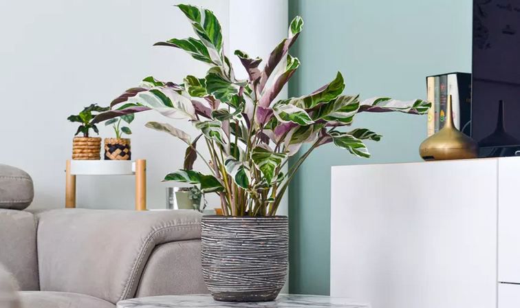 🪴 Korbmarante Fusion White (Calathea) für 27,47€ oder 2x für 48,08€