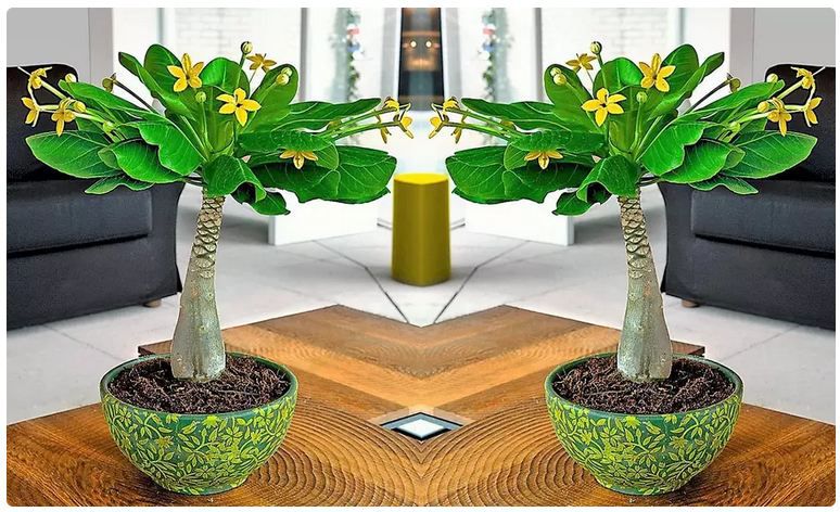 🌴 Vulkanpalme (Brighamia insignis) für 17,99€ oder 2x für 28,55€