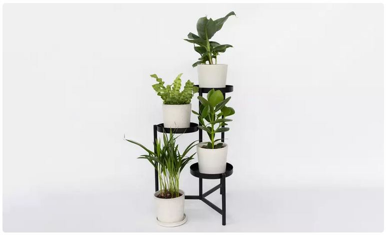 🌼 4er Set Zimmerpflanzen mit Areca, Asplenium, Clusia & Musa für 28,99€